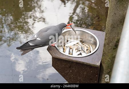 La Sterne Inca saine manger du poisson dans un bol en métal - ces oiseaux sont indigènes au Pérou et au Chili. Banque D'Images