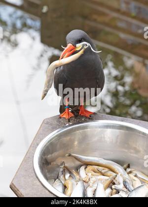 La Sterne Inca saine manger du poisson dans un bol en métal - ces oiseaux sont indigènes au Pérou et au Chili. Banque D'Images