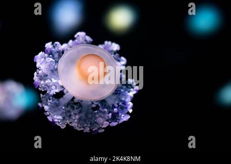 Méduses Ccotylorhiza tuberculota ou méduses aux œufs Banque D'Images