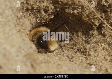 Gros plan naturel sur une abeille solitaire mâle cellophane, Colletes cunicularius culmine de l'ouverture de son nid souterrain Banque D'Images