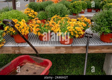 Marché des fermiers d'automne avec des mamans et des citrouilles Banque D'Images