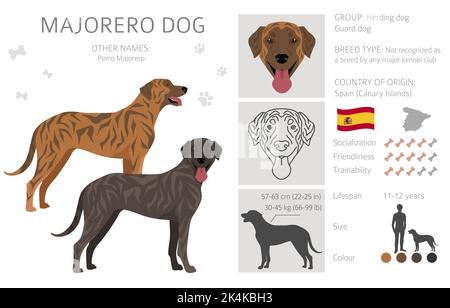 Falaise de chien Majorero. Ensemble de couleurs de manteau. Infographie sur les caractéristiques de toutes les races de chiens. Illustration vectorielle Illustration de Vecteur