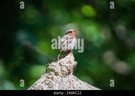 Robin européenne (erithacus Rubecula) - perches sur Une branche dans la forêt Banque D'Images