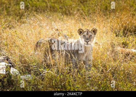 Belle fille de lion dans la savane du Serengeti, Tanzanie Banque D'Images