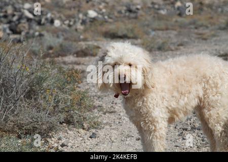 Un joli chien blanc qui baille à l'extérieur en regardant directement l'appareil photo. Photo par Nikki Attree Banque D'Images