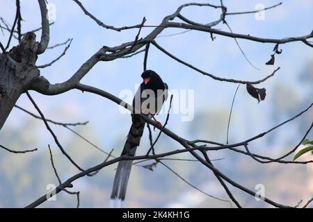 Vue rapprochée à angle bas d'un magpie bleu à bec rouge perçant sur les branches sèches d'un arbre Banque D'Images