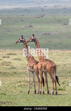 Deux jeunes mâles adultes Masai girafes, giraffa camelopardalis, debout côte à côte dans les prairies de la Masai Mara, Kenya. Banque D'Images