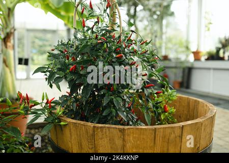 Les petits poivrons jalapeno rouges poussent dans des pots d'argile. Un groupe de poivrons chauds en pots au festival de la récolte. Jalapenos de piment rouge mûr chaud sur une branche d'un Banque D'Images