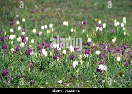 Fritilaria blanc et violet Meleagris 'tête de serpent Fritillary' fleurs poussant à RHS Garden Harlow Carr, Harrogate, Yorkshire, Angleterre, Royaume-Uni. Banque D'Images