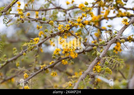 détail des fleurs jaunes de l'acacia dans le printemps de serrana en argentine Banque D'Images