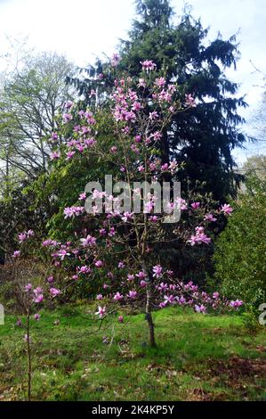 Pink Magnolia « Caerhays surprise » Tree in Flower à RHS Garden Harlow Carr, Harrogate, Yorkshire, Angleterre, Royaume-Uni. Banque D'Images