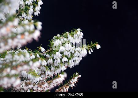 Blanc chiné Erica x Darleyensis 'Silberschmelze' (argent fondu) fleurs cultivées à RHS Garden Harlow Carr, Harrogate, Yorkshire, Angleterre, Royaume-Uni. Banque D'Images