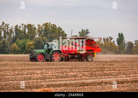 Un tracteur vert qui récolte des oignons avec une remorque dans un champ d'oignons en automne, en Allemagne Banque D'Images
