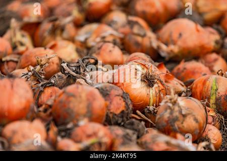 Gros plan des oignons sur le terrain pendant la récolte des oignons à l'automne, en Allemagne Banque D'Images