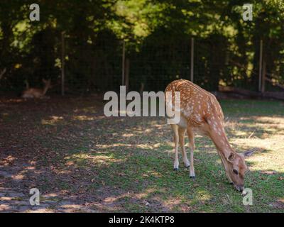 Petit zoo Lange Erlen ou Erlen-Verein Basel. Zoo gratuit fondé en 1871 avec la plupart des animaux indigènes Banque D'Images