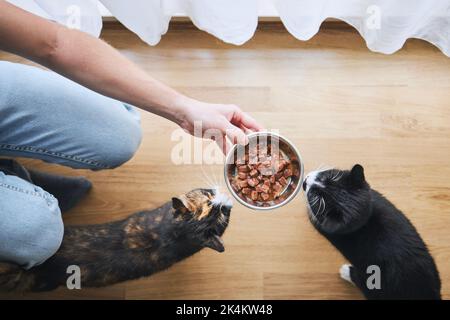 Propriétaire d'animal de compagnie tenant un bol avec nourriture pour ses deux chats affamés à la maison Banque D'Images