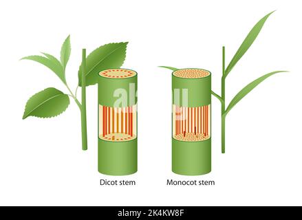 Structure interne de la tige du dicot et du monocot Banque D'Images