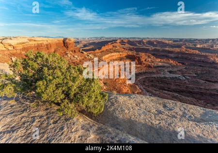 Coucher de soleil dans la zone de White crack du White Rim dans le parc national de Canyonlands, Utah, avec un Juniper de l'Utah en premier plan. Banque D'Images