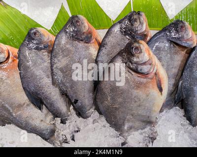 Gros plan du choix du poisson frais sur glace sur le marché en Asie. Une alimentation saine. Mise au point sélective. Banque D'Images