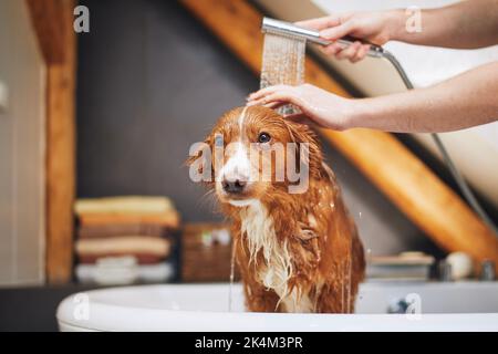 Un chien prend un bain dans la salle de bains. Démonstration de la Nouvelle-Écosse Duck Tolling Retriever à la maison Banque D'Images