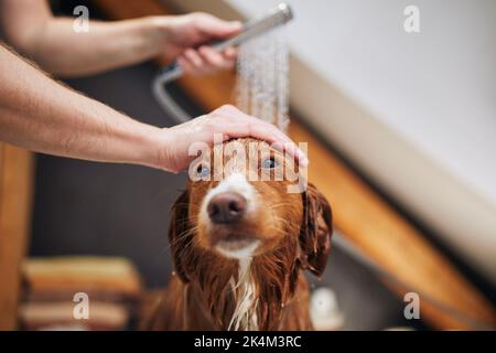 Un chien prend un bain dans la salle de bains. Démonstration de la Nouvelle-Écosse Duck Tolling Retriever à la maison Banque D'Images