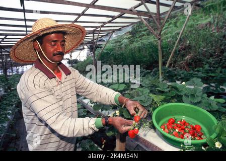 Malaisie. Agriculture. Homme en serre cueillant des fraises cultivées hydropiniquement. Banque D'Images