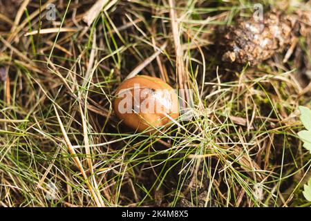 Jeune et frais, le boléte de Greville (Suillus grevillei) pousse dans l'herbe. Banque D'Images