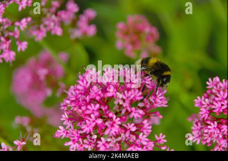 Les bourdons qui rassemblent le pollen des fleurs sauvages roses dans le champ, en gros plan Banque D'Images