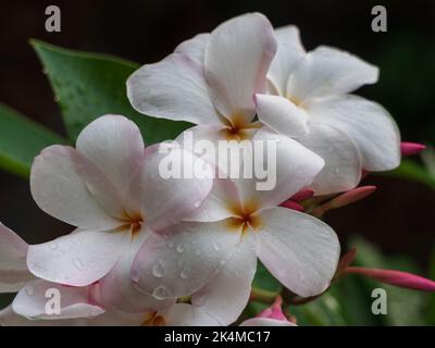 Vue rapprochée de la plumeria blanche et rose vif ou frangipani grappe de fleurs et de bourgeons dans le jardin tropical extérieur isolé sur fond naturel Banque D'Images
