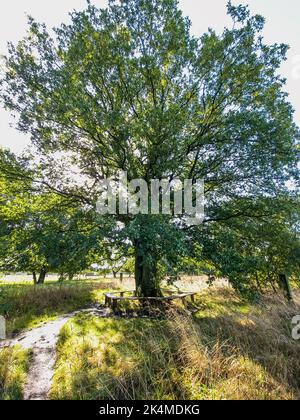 Arbre avec banc d'arbre rond le long de la partie non pavée du Pieterpad long distance sentier de randonnée sur Voorde, une ford dans le Andersche Diep près du village d'Ande Banque D'Images