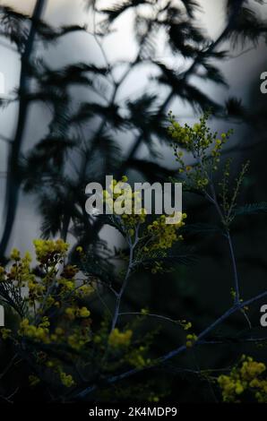Un cliché vertical d'une Mimosa (Acacia dealbata ) sur la branche avec l'ombre en arrière-plan Banque D'Images