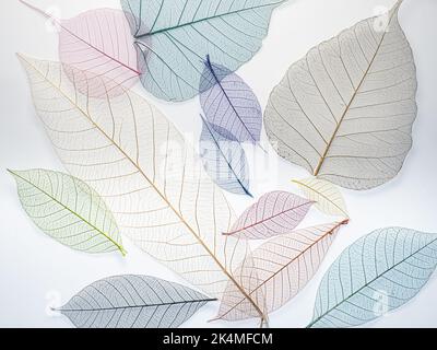 Feuilles de squelette colorées sur fond blanc Banque D'Images