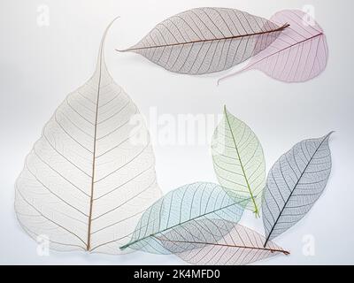 Feuilles de squelette colorées sur fond blanc Banque D'Images