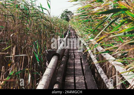 Chemin de pont en bois à travers le magnifique paysage de roseaux Banque D'Images
