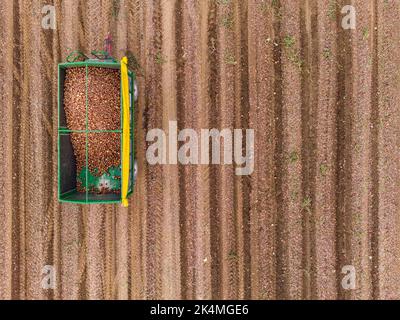 Vue rapprochée aérienne de deux remorques de ferme remplies d'oignons dans le champ après la récolte en automne, en Allemagne Banque D'Images