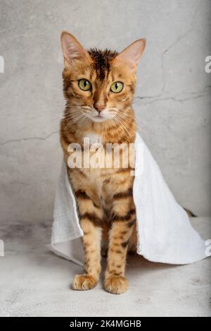 Chat Bengale dans une serviette après le bain. Tir vertical. Banque D'Images