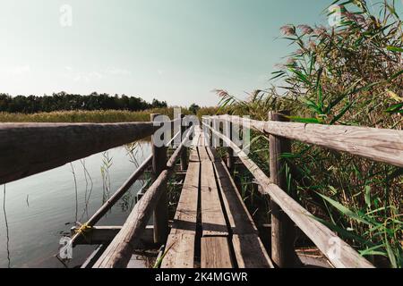 Chemin de pont en bois à travers le magnifique paysage de roseaux Banque D'Images