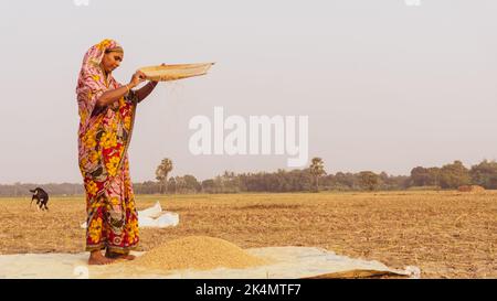 Femmes du Bangladesh. Un agriculteur récolte du paddy dans les terres agricoles. C'est une vue sur le village de Puizor au Bangladesh. La photo a été prise sur Nove Banque D'Images