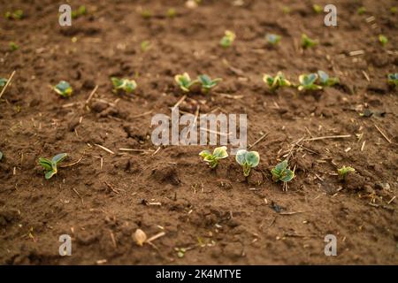 Petits plants de soja de plus en ligne de champ cultivé Banque D'Images