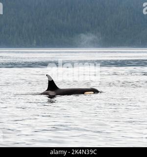 Orca ou orque (Orcinus orca) air expiré, Telegraph Cove, île de Vancouver, Colombie-Britannique, Canada. Banque D'Images