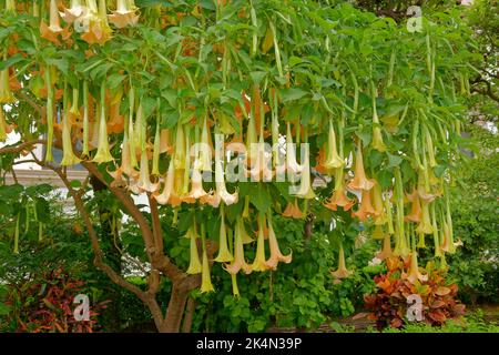 Trompette d'Ange, Brugmansia. Banque D'Images