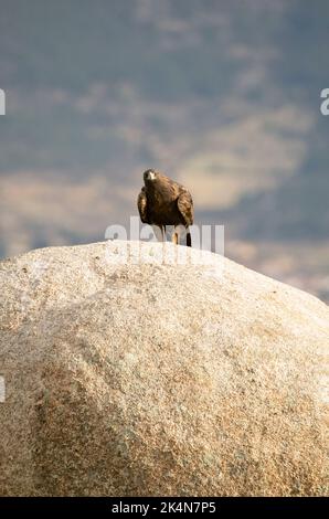 Adulte femelle aigle d'or dans une région montagneuse méditerranéenne avec la première lumière de l'aube en automne Banque D'Images