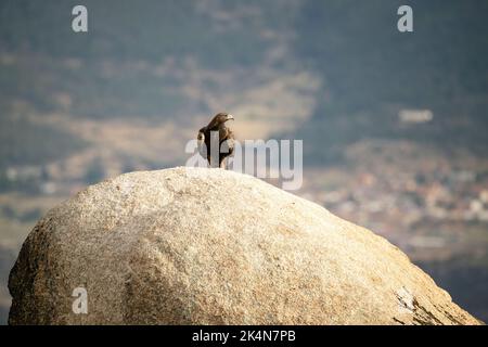 Adulte femelle aigle d'or dans une région montagneuse méditerranéenne avec la première lumière de l'aube en automne Banque D'Images