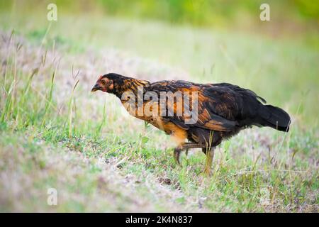 Gamme libre bio printemps jeune poulet foul nourrissant à l'extérieur saine itinérance Banque D'Images