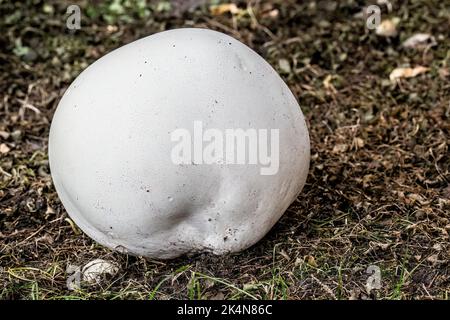 Calvatia gigantea, communément connu sous le nom de palet géant trouvé dans une cour résidentielle le jour de septembre d'été à Taylors Falls, Minnesota, États-Unis. Banque D'Images