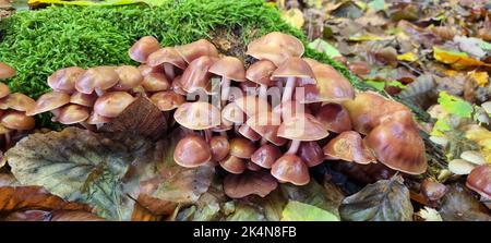 Les champignons d'automne poussent dans la forêt sur une souche Banque D'Images