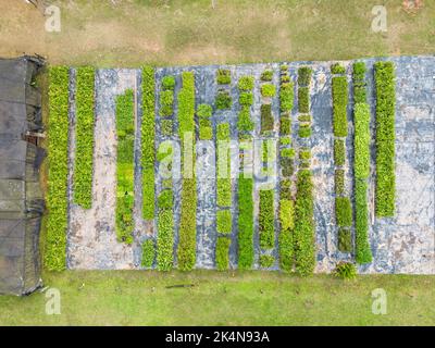 Belle vue de haut en bas de la pépinière de semis de ferme sur la forêt tropicale verte Banque D'Images