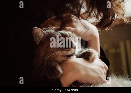 Gris doux chat de sibérie se fauchant dans les mains Banque D'Images