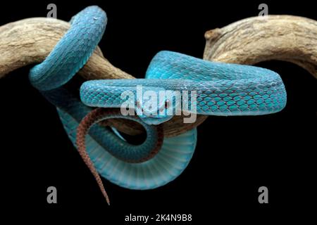 serpent vipère bleu pleine longueur sur une branche avec la tête orientée vers l'avant Banque D'Images