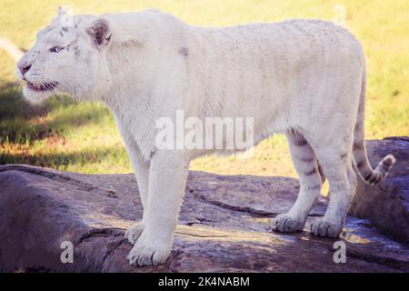 Tigre blanc rare Banque D'Images